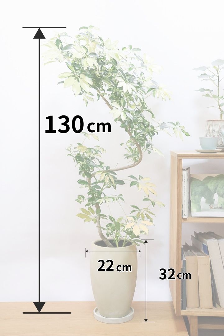 シェフレラ グランディY61341| 観葉植物の通信販売 | APEGO(アペーゴ)