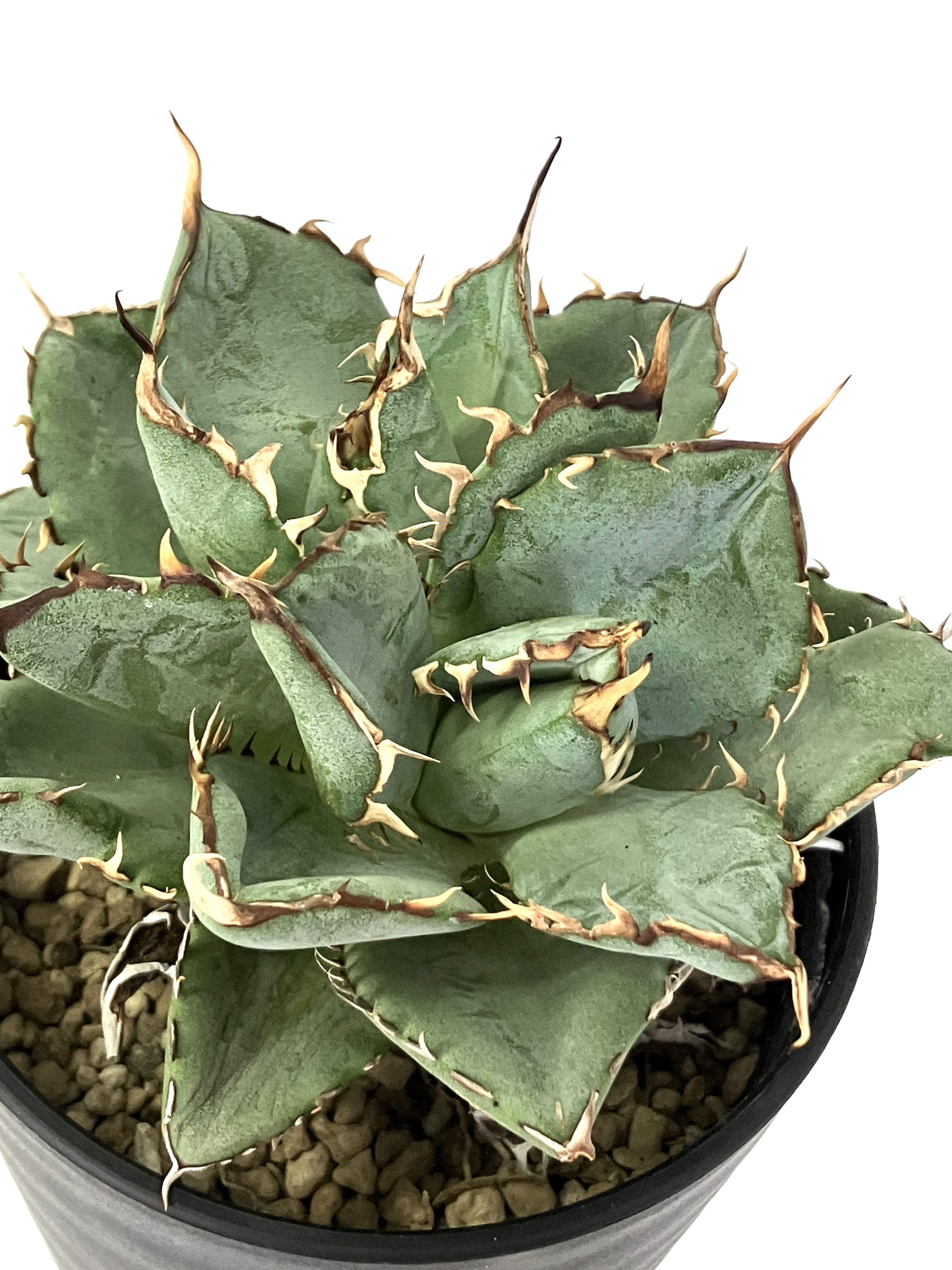 アガベ チタノタ フィリグリー No1007 ダブルヘッド – アぺロ・ヒュ―レ