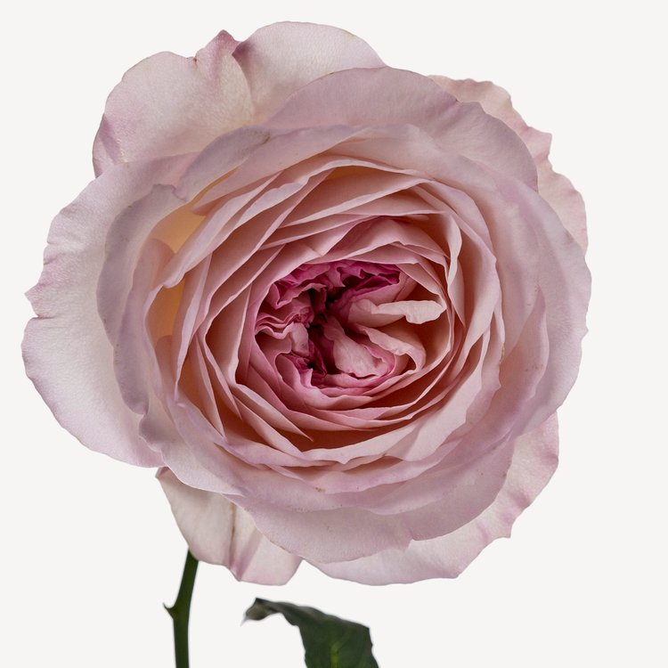 BLOUSE IMPERTINENT ROSE perfume by Yves Saint Laurent - Wikiparfum