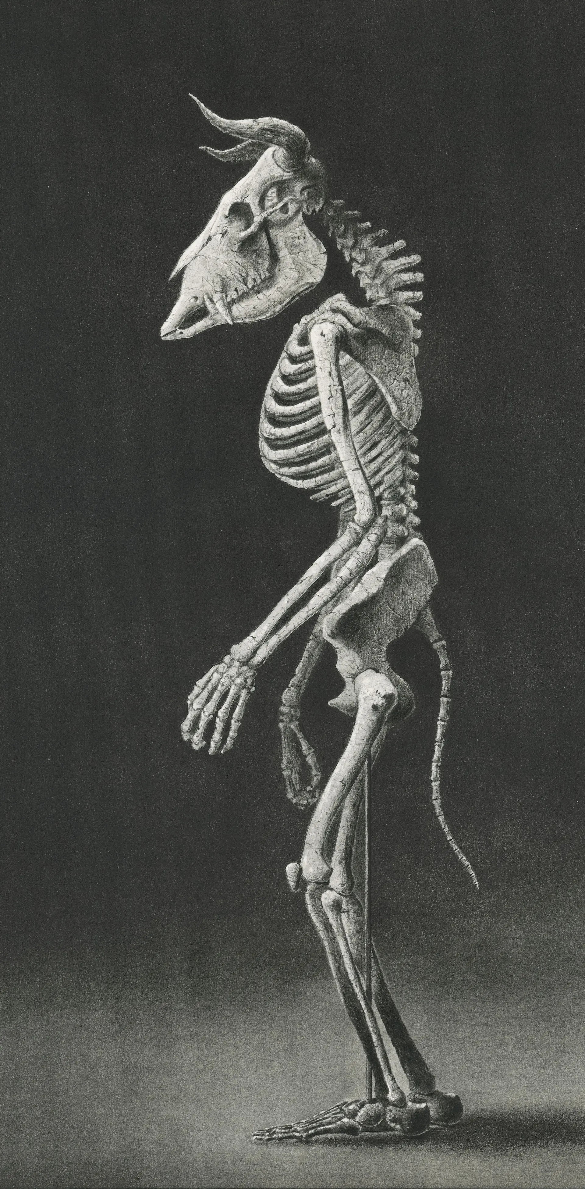 ミノタウロスの全身骨格化石図 by 天久 高広 | 現代アートの販売・通販