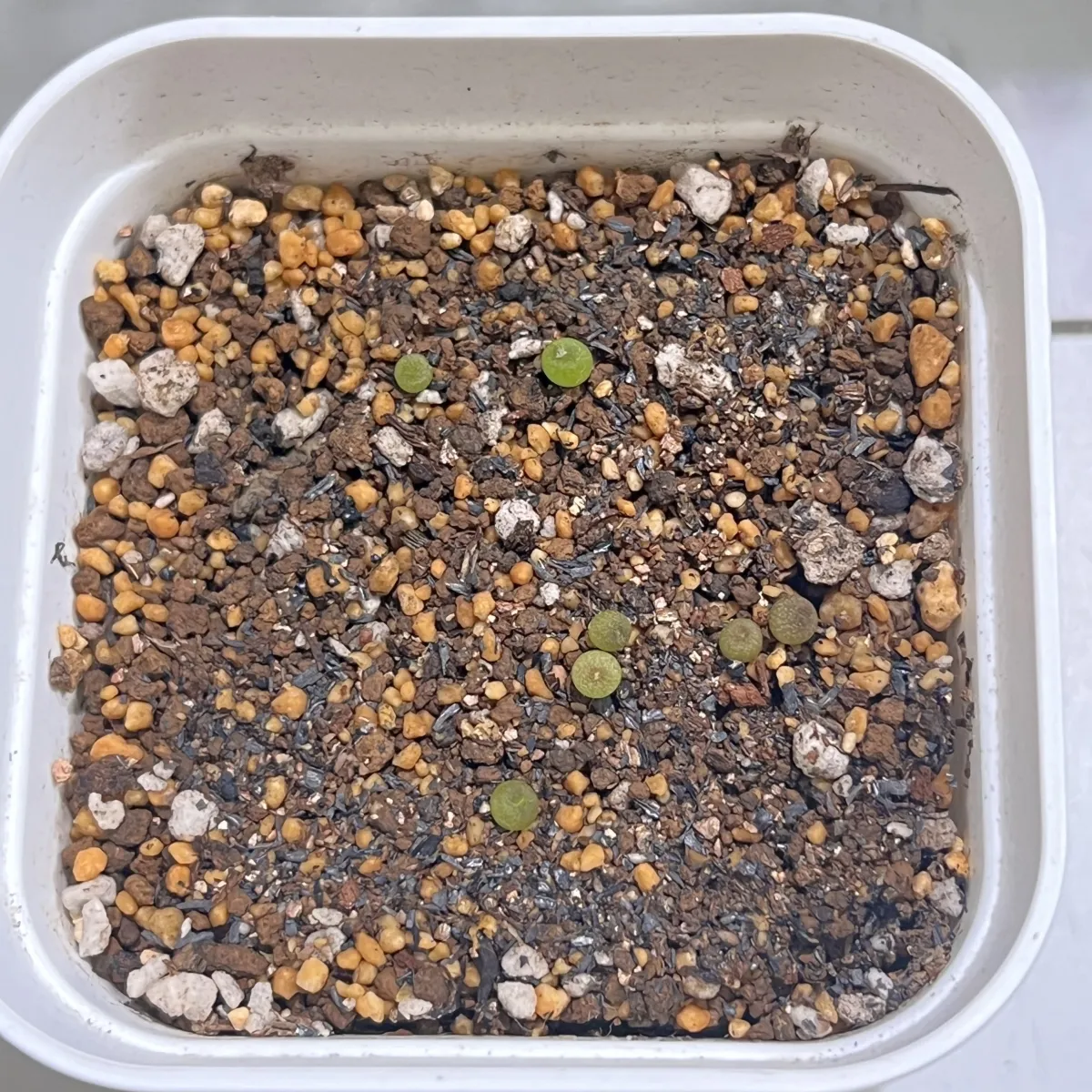 種子] ロフォフォラ 疣銀冠玉 Lophophora fricii | サボテン 珍奇植物