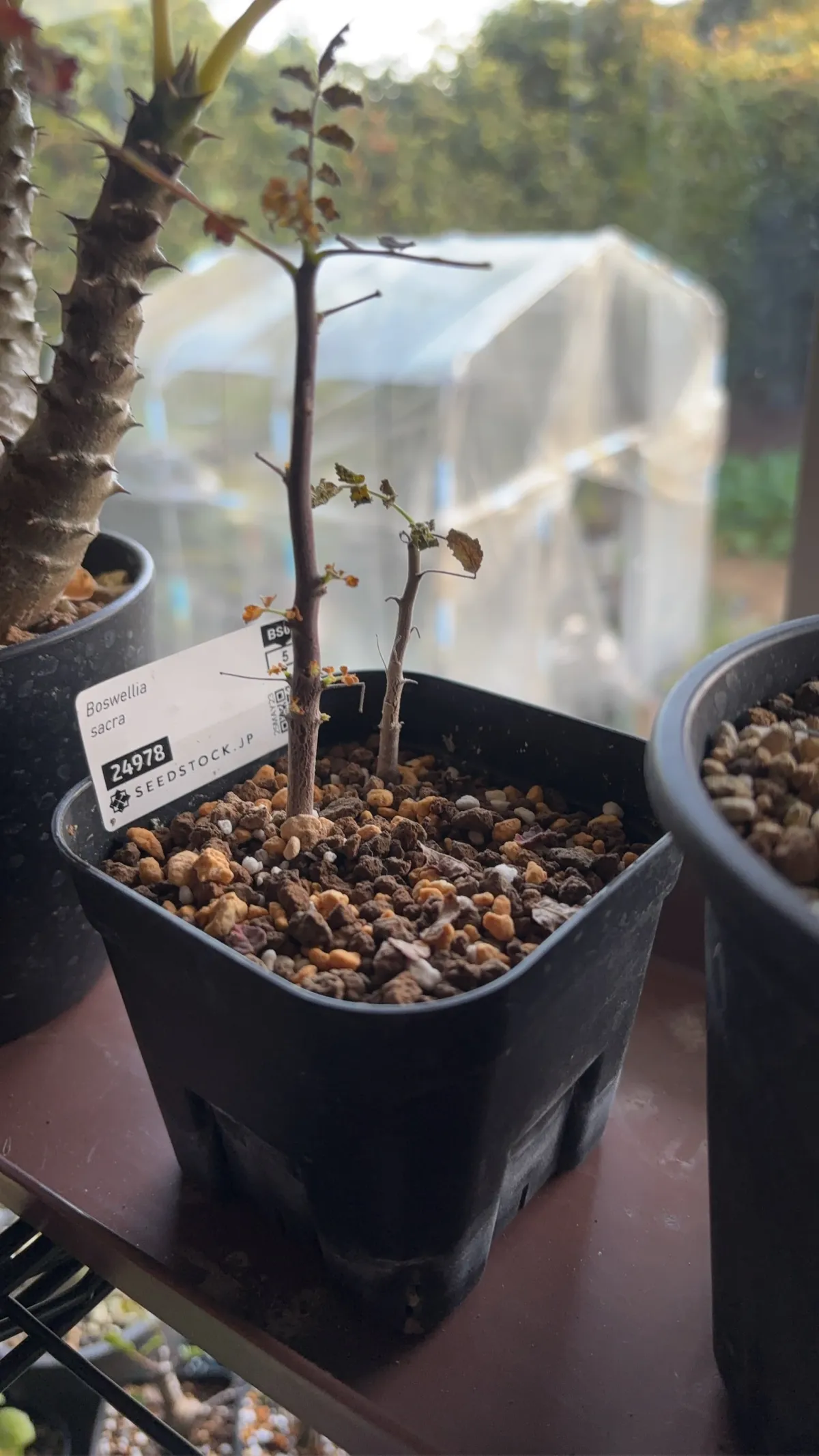 種子] ボスウェリア サクラ Boswellia sacra | 塊根植物 コーデックス