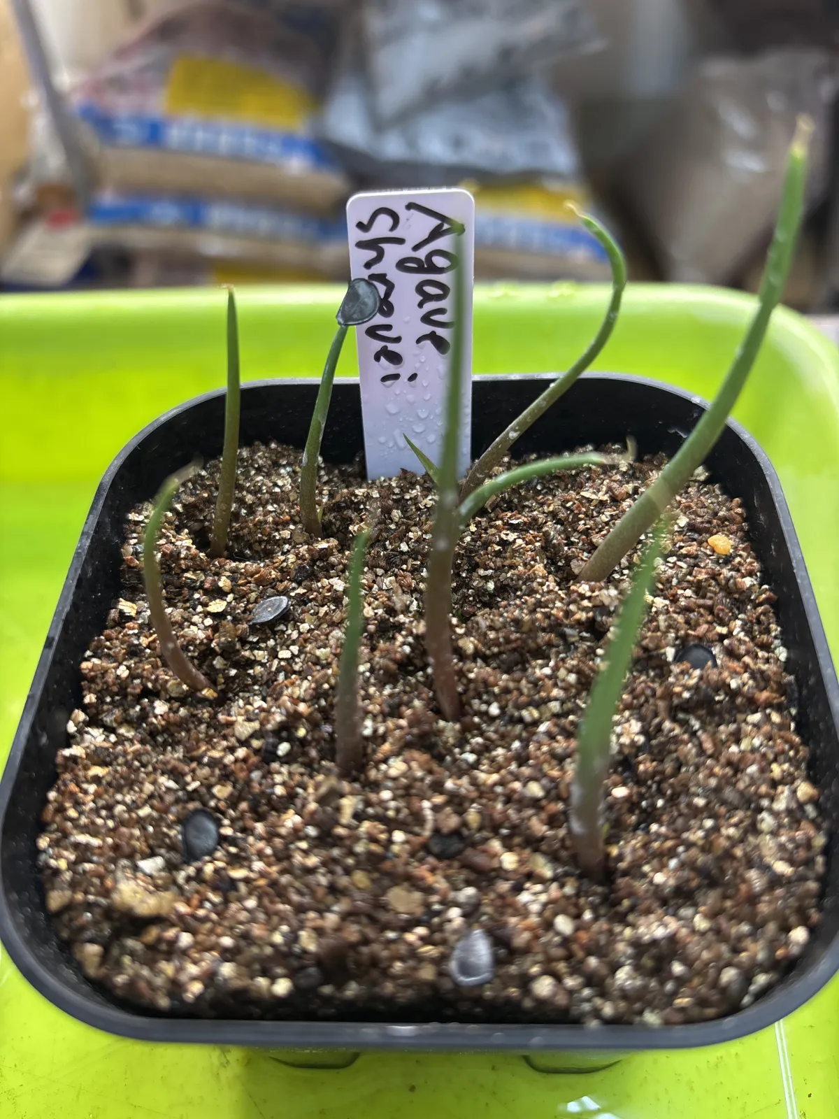 シュリベイマタペンシス 実生選抜株 極白肌・美株 楽天市場】アガベ