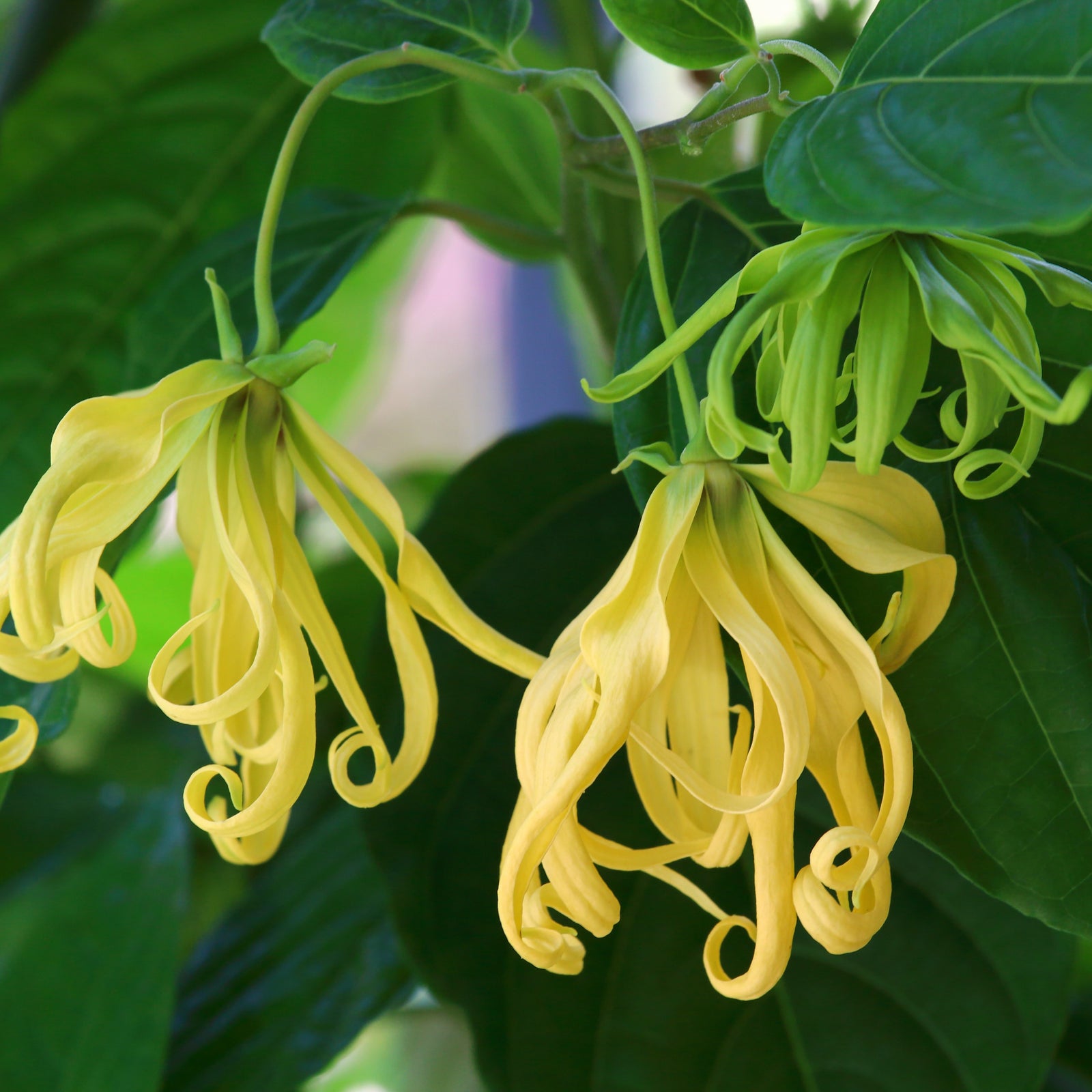 イランイランエクストラ | エッセンシャルオイル 精油 | アローム