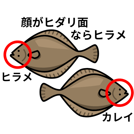 ヒラメカレイ | 沖縄本島のダイビングショップ｜アークダイブ