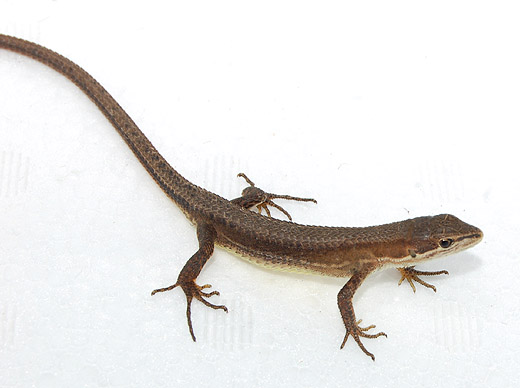 カナヘビ - 有限会社プラスト