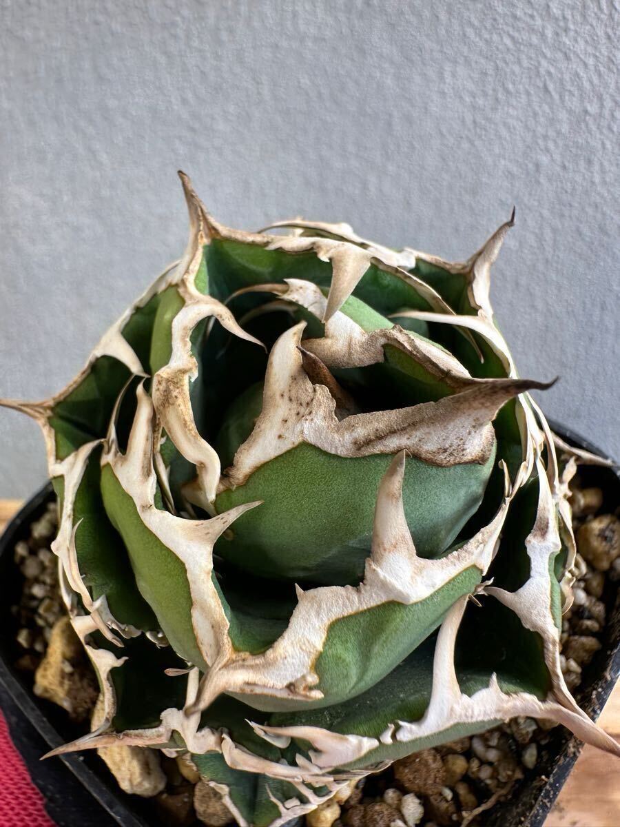 アガベ チタノタ コック CG-01 子株 Agave titanota COK(アガベ)｜売買