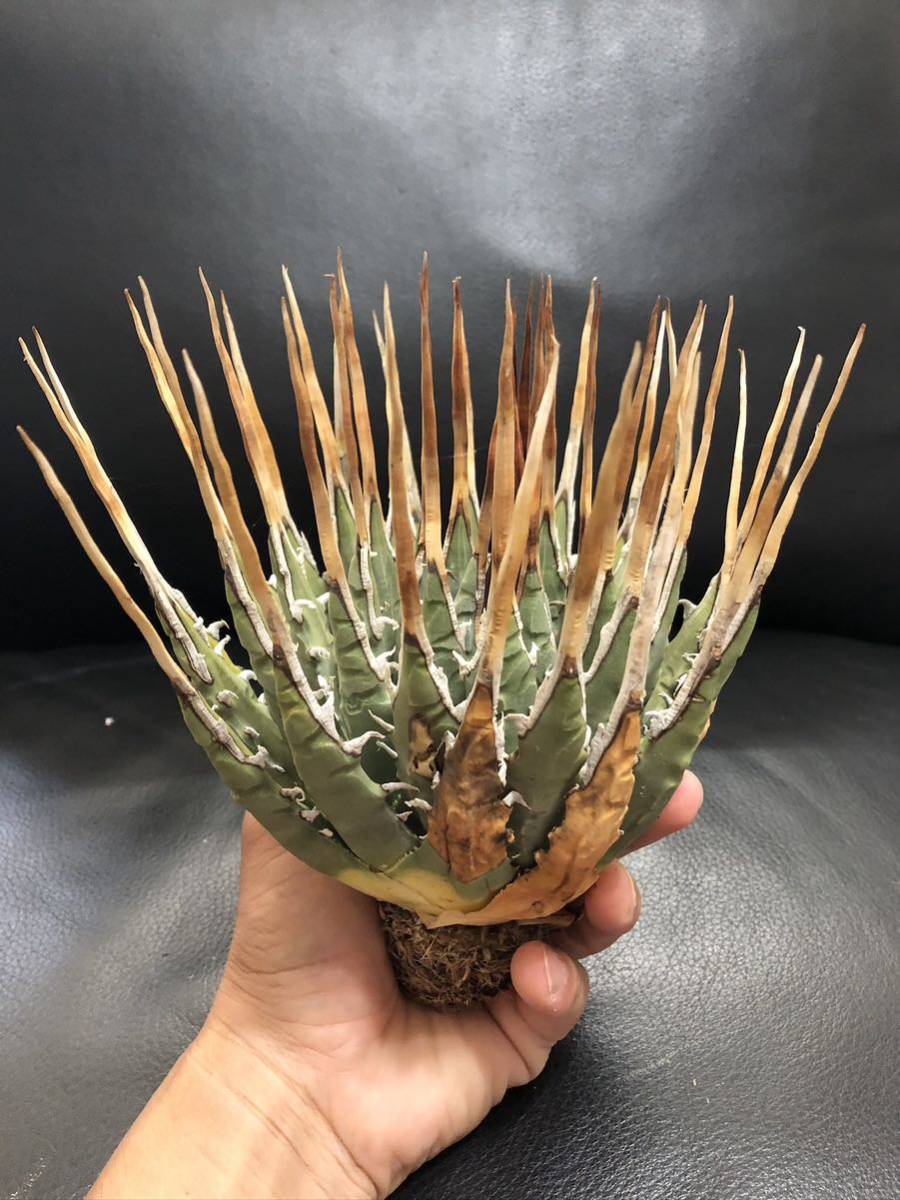 1 アガベ ユタエンシス エボリスピナ ロングスパイン 現地株 ロング