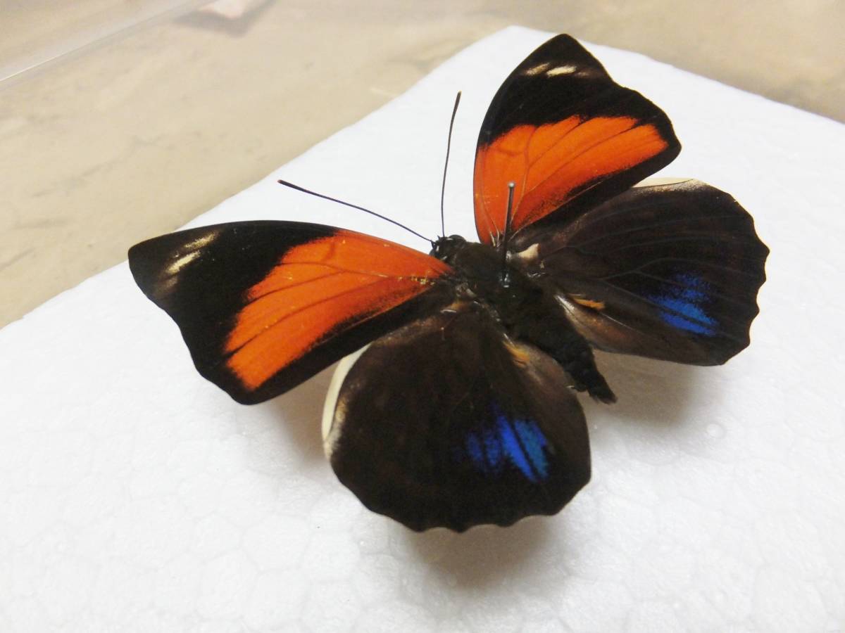 蝶標本 珍品 ミイロタテハ アグリアス ファルキドンミイロタテハ 蝶