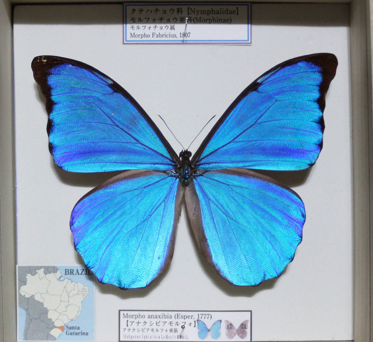 Yahoo!オークション - 蝶標本 アナクシビアモルフォ（♂）