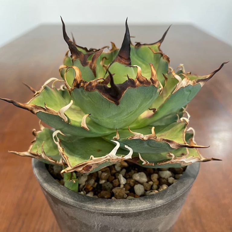 Yahoo!オークション - コレクション株 子株2個付き アガベ チタノタ ス