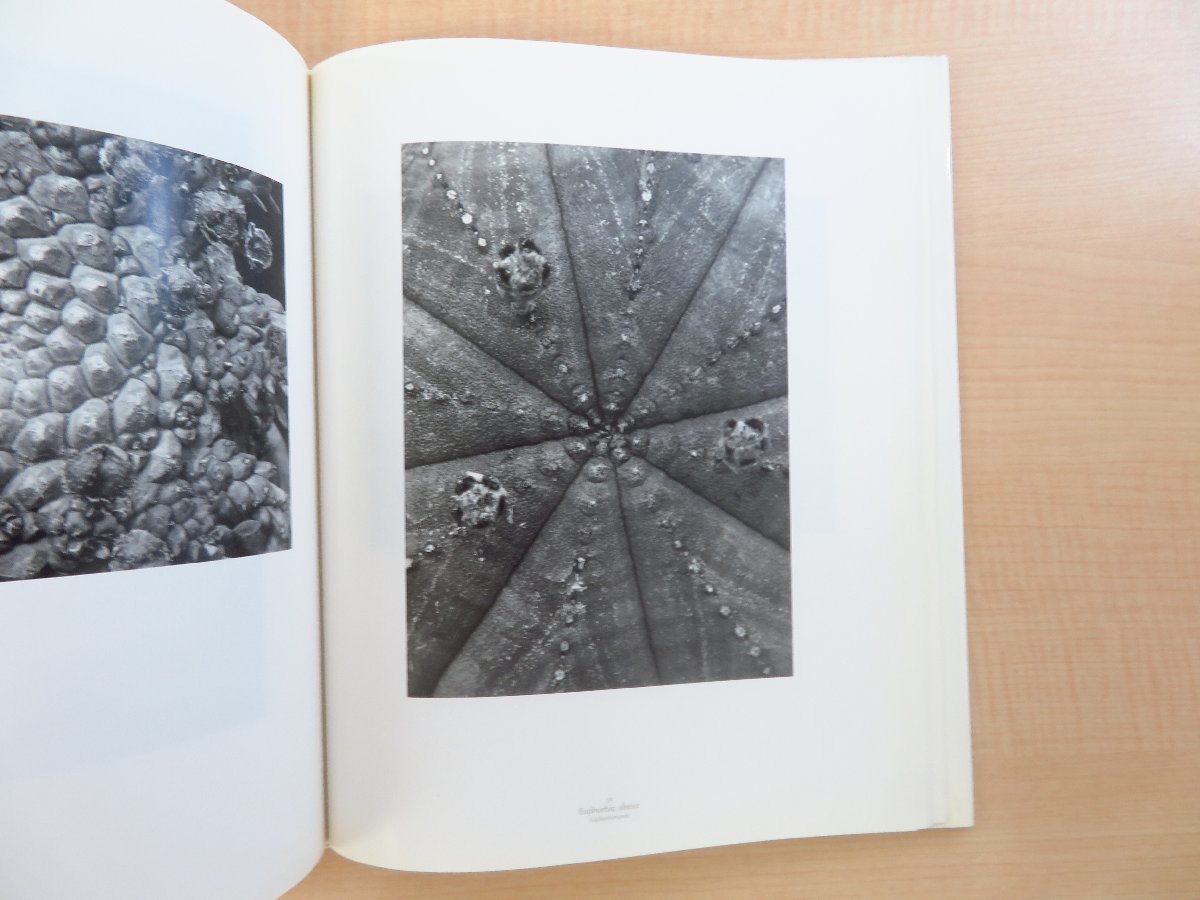 Albert Renger-Patzsch『Die Welt Der Pflanze』1998年Cantz刊 20世紀