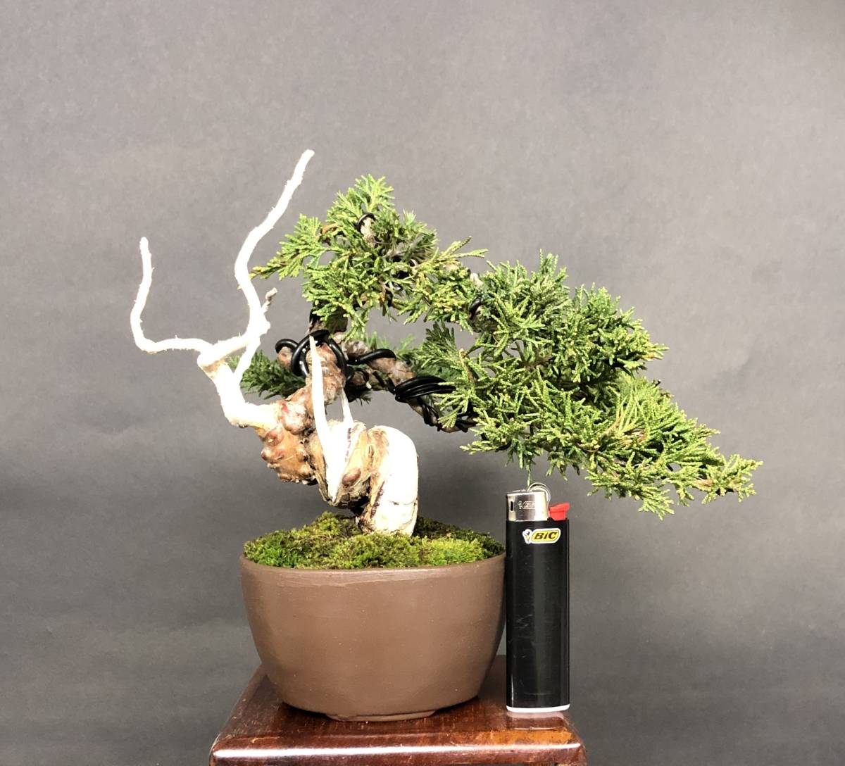 Yahoo!オークション - 【糸魚川真柏】 小品盆栽 捻転 ジン シャリ 樹高