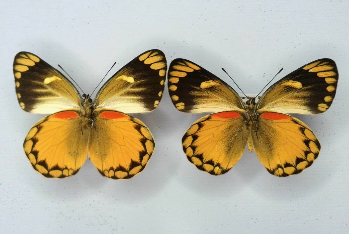 蝶標本 ベニモンカザリシロチョウ ペア 標本展「美しきカザリ