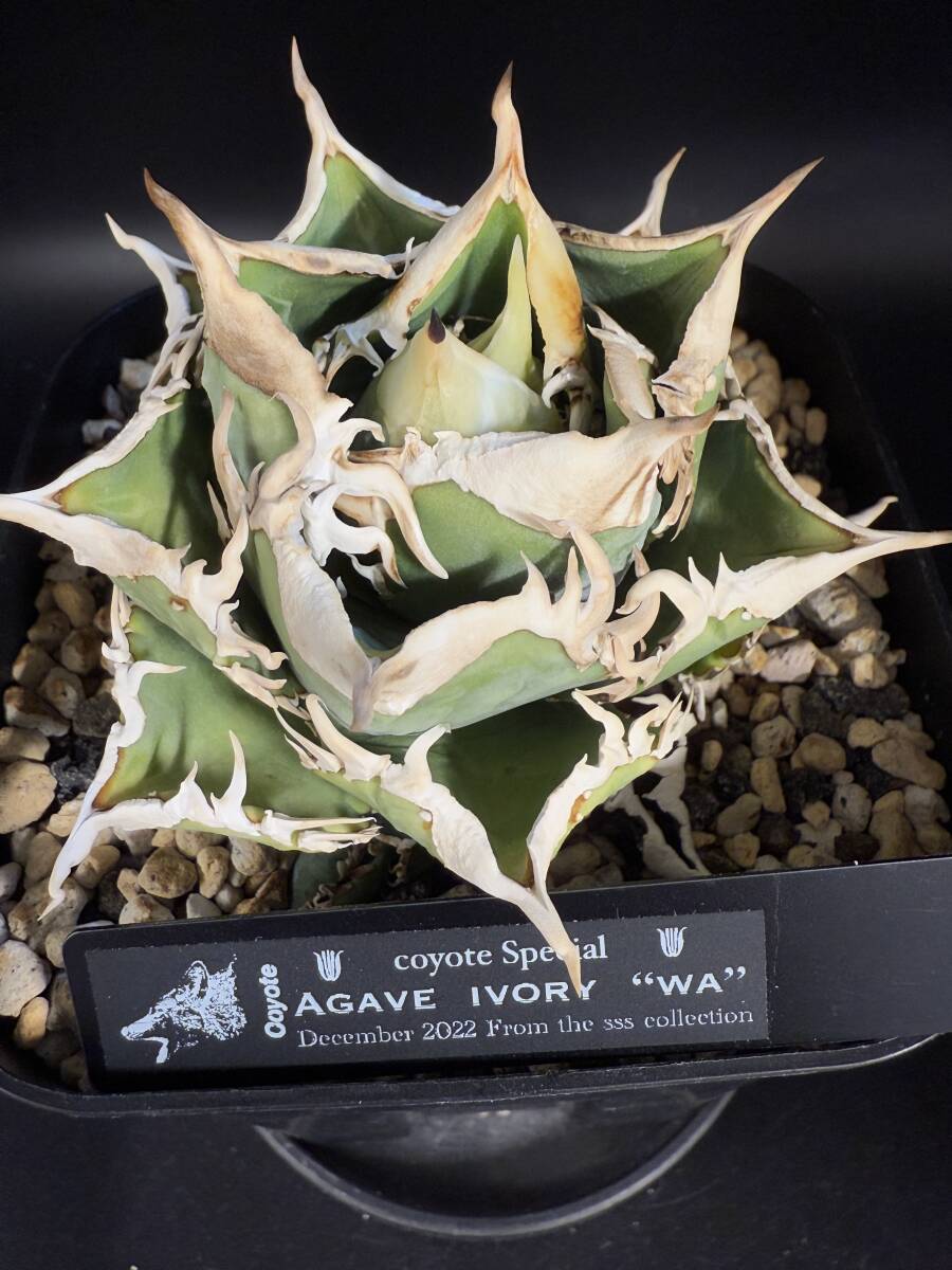 Yahoo!オークション - 【 IVORY ”W.A”】アガベ チノタノ 希少 子株