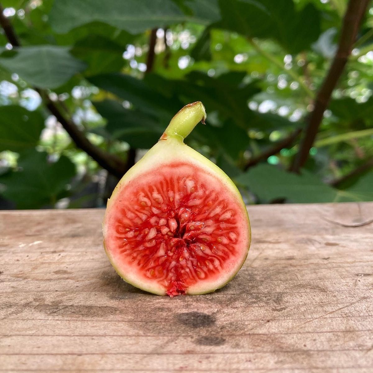 穂木 イチジク (20240102_Y01)｜Yahoo!フリマ（旧PayPayフリマ）