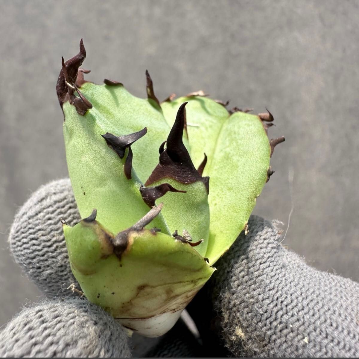 特撰】アガベ毒刺産 亞瑟王 キングアーサー 子株① 検オテロイ