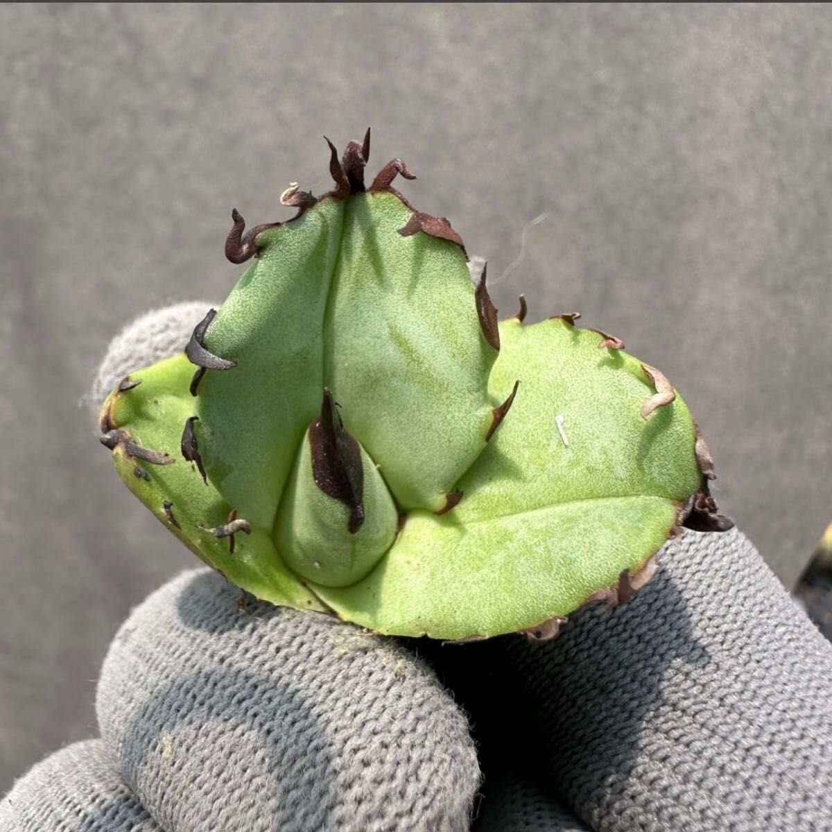 値下げ中【毒刺産】亞瑟王 キングアーサー KING ARTHUR アガベ