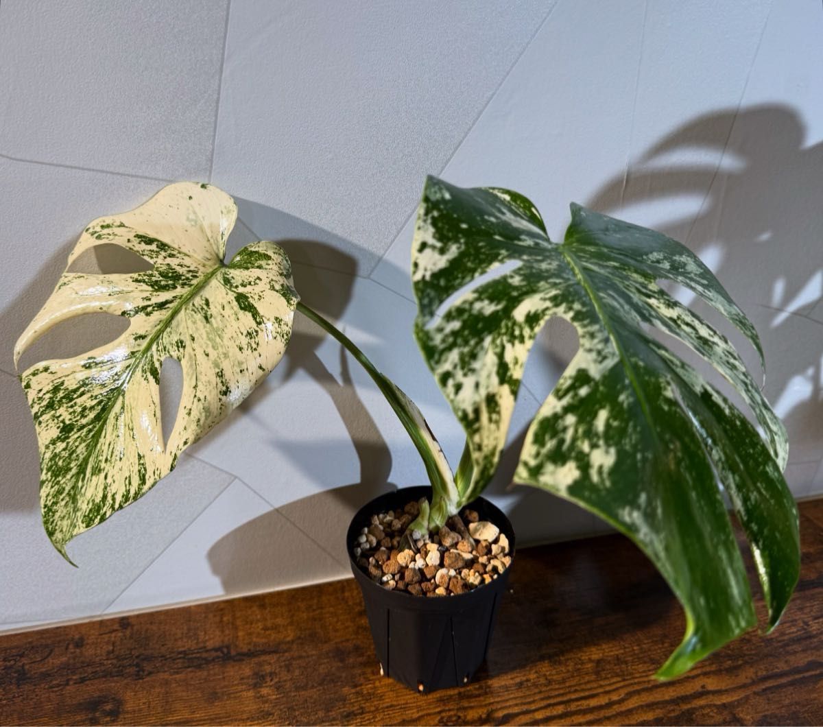 モンステラ デリシオーサ ホワイトモンスター (天津蘭) テンシンラン