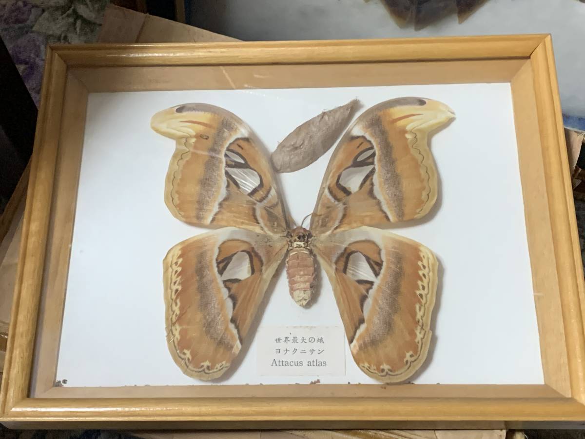 Yahoo!オークション - 世界最大の蛾 ヨナグニサン YONAGUNISAN 繭 JEAN