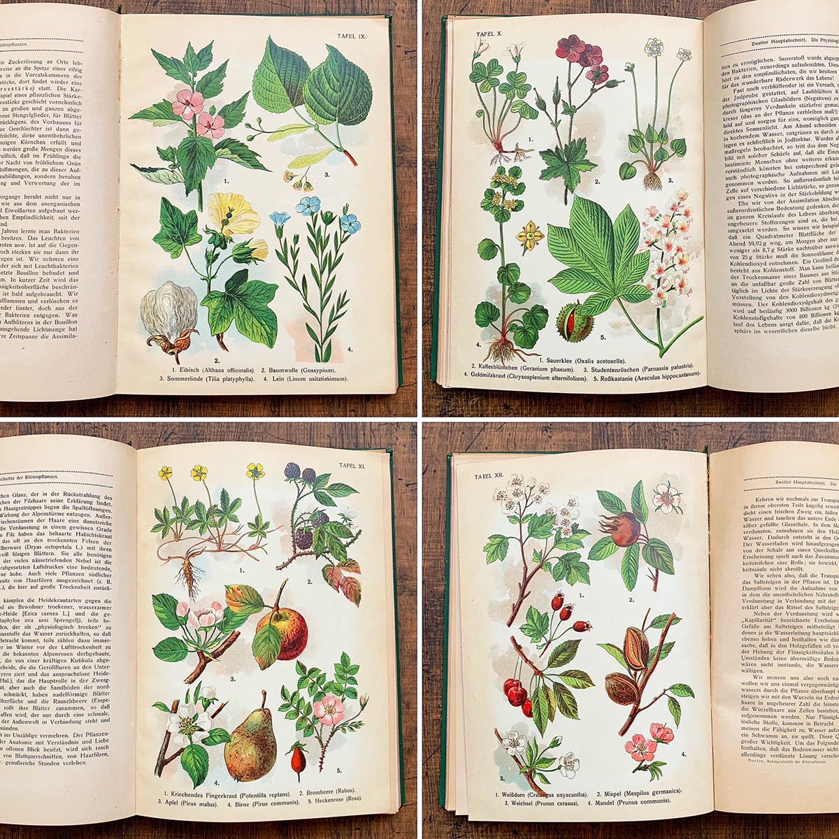 Yahoo!オークション - [1921年]ドイツの古い植物図鑑(BLUTENPFLANZEN)/