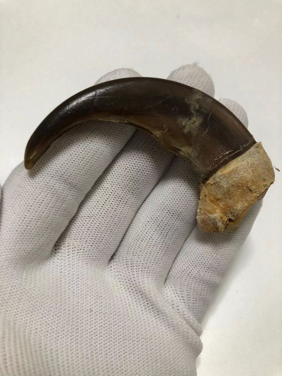 Yahoo!オークション - ［ジビエ］特大 ヒグマの爪 熊爪 熊の爪 羆 ツキ