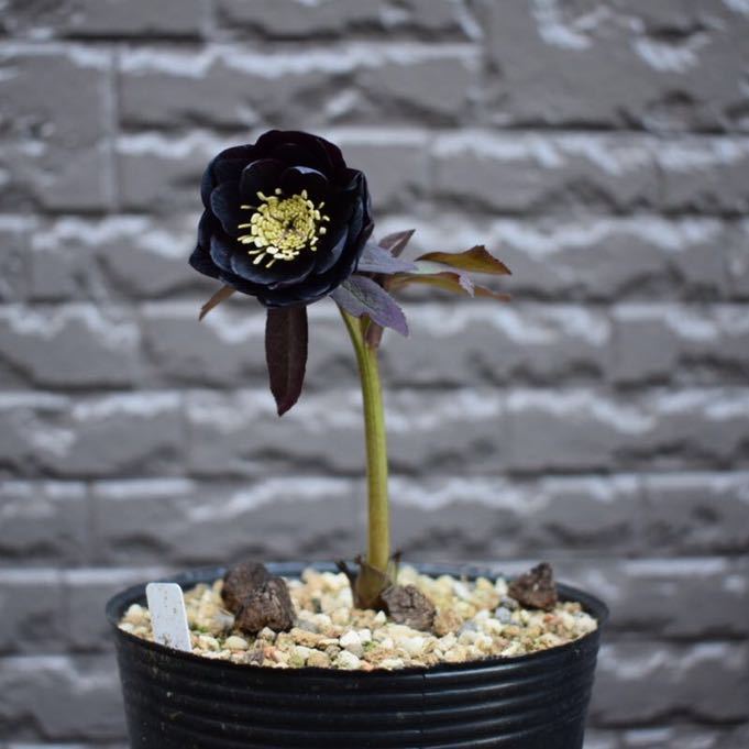 Yahoo!オークション - クリスマスローズ 開花株 八咫烏交配 ddブラック