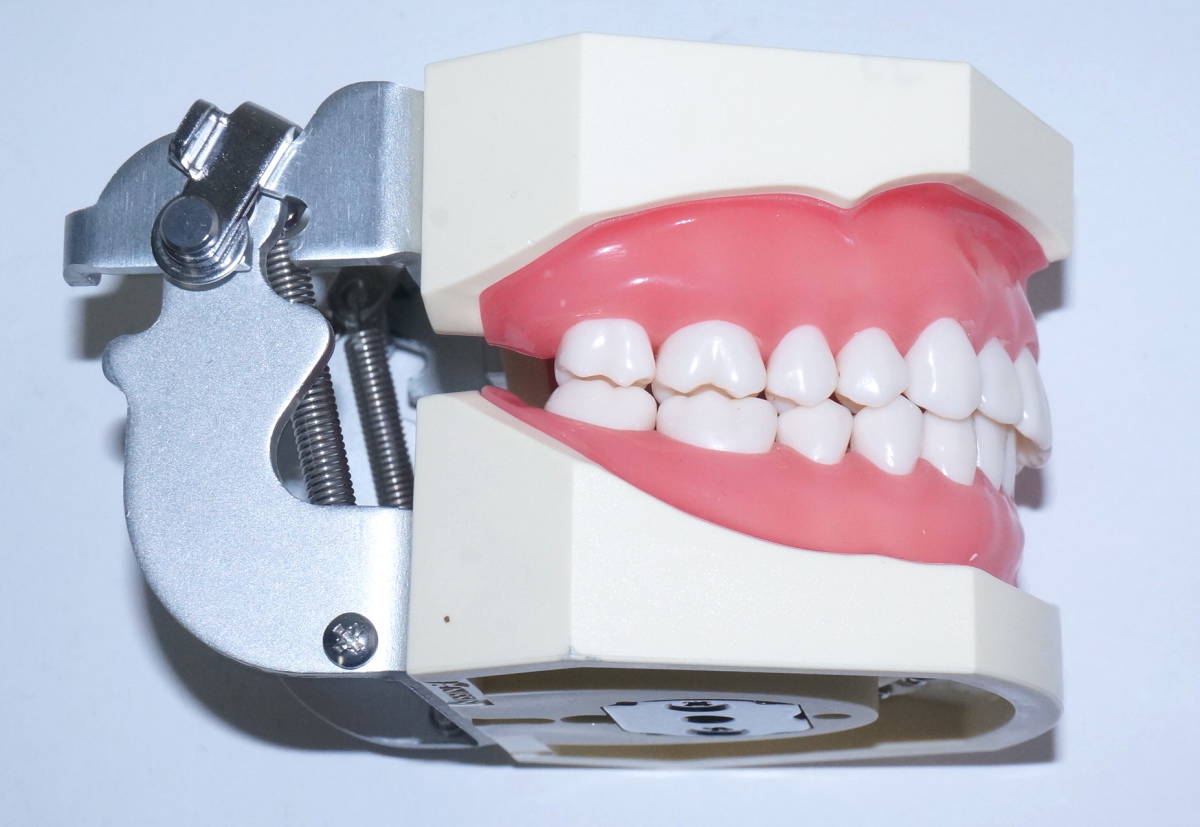 NISSIN 顎模型 歯科衛生士 歯科医師 歯科 顎模型 歯科衛生士学校 SRP