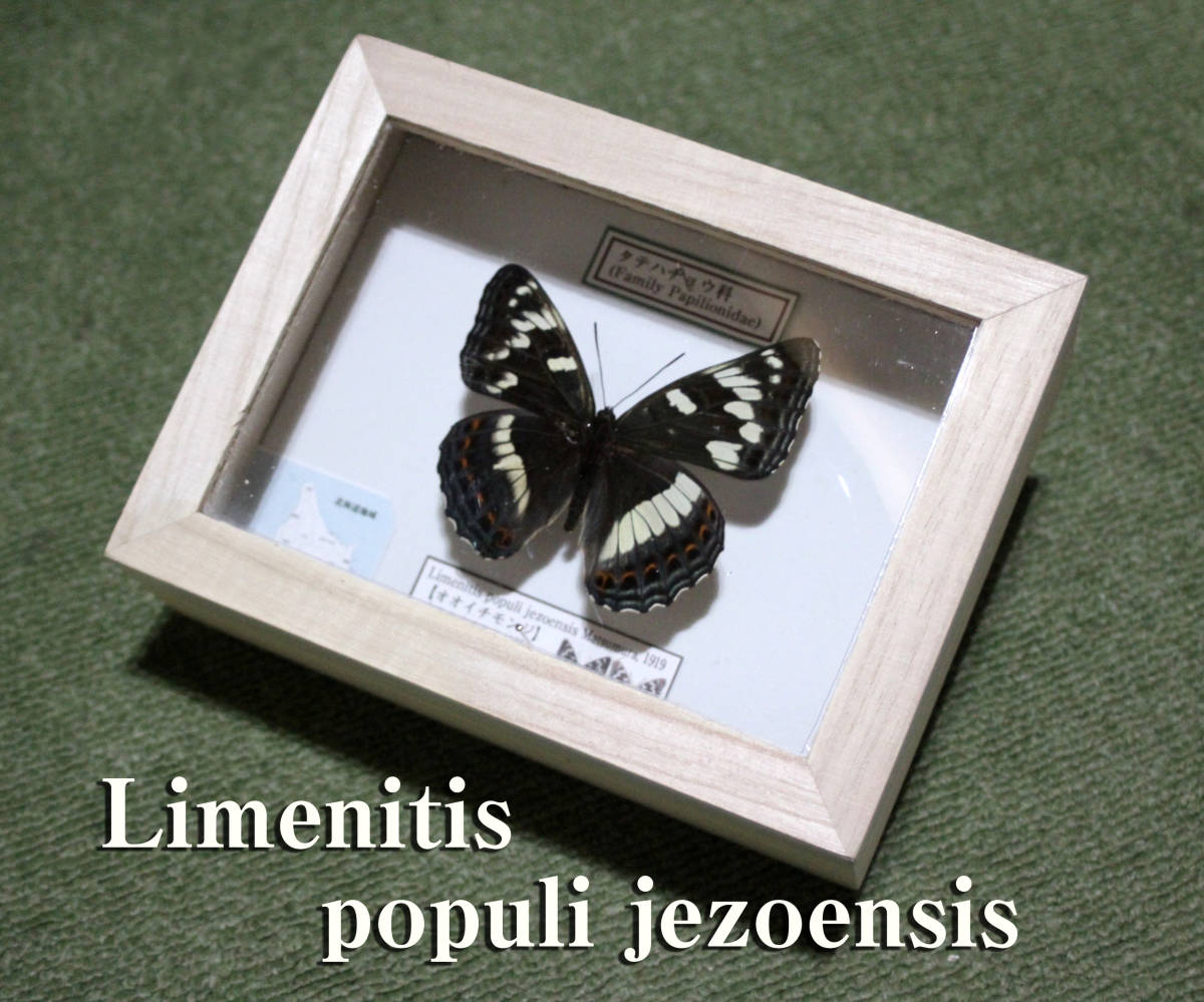 Yahoo!オークション - 蝶標本 オオイチモンジ（北海道南限産・雌雄型）