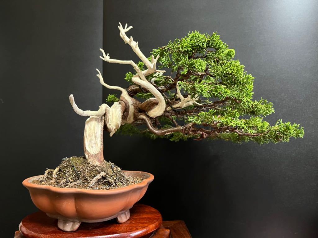 Yahoo!オークション - 真柏盆栽 糸魚川真柏 捻転シャリ幹 中品 樹高天