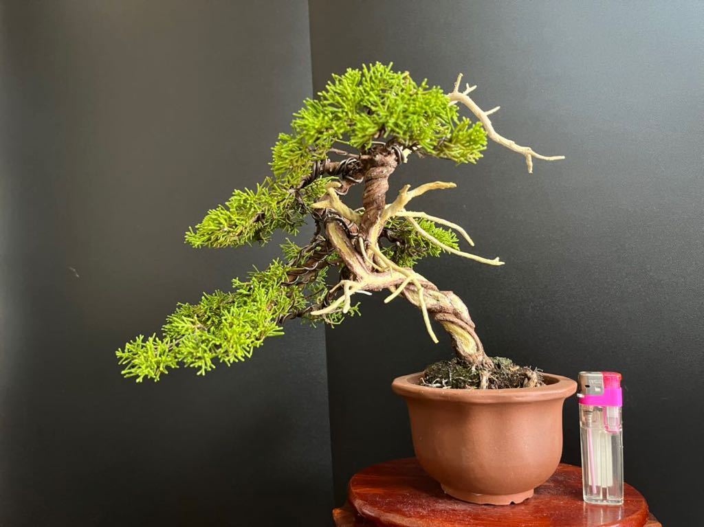 Yahoo!オークション - 真柏盆栽 糸魚川真柏 捻転シャリ幹 小品盆栽 樹