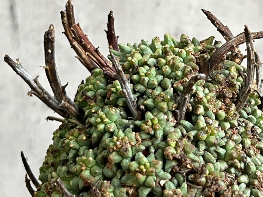 Yahoo!オークション - Euphorbia multiceps ①ユーフォルビア ムルチセ