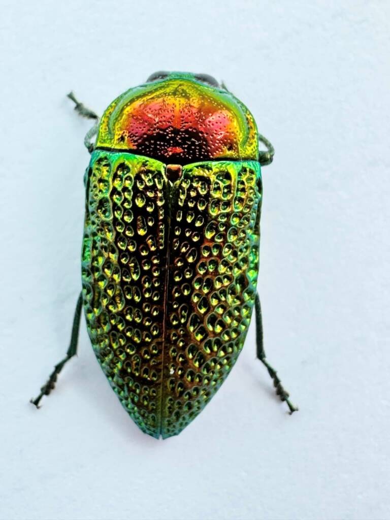 Stigmodera – Ausemade