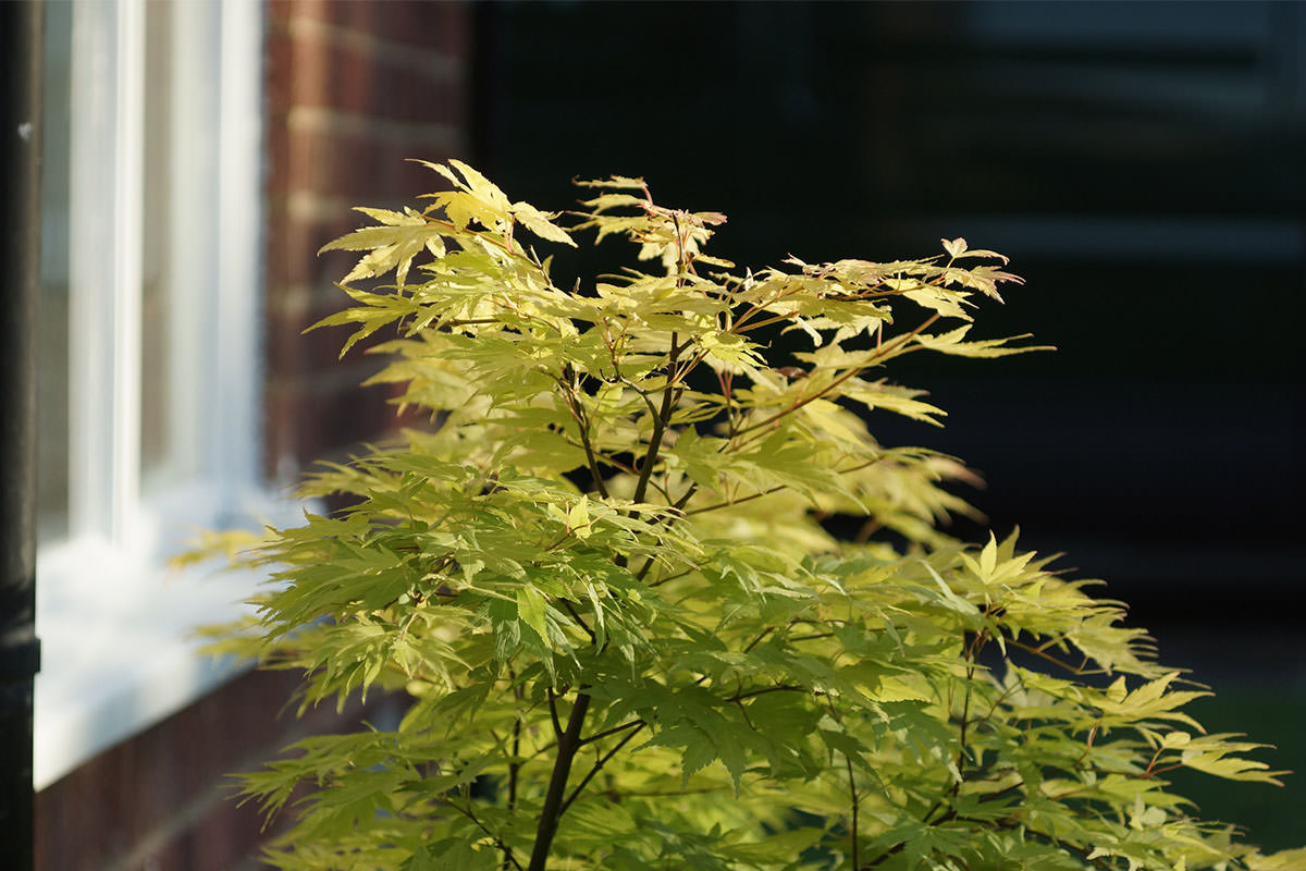 Elmar 90mm f4 Triplet | ライカカタログ | アトリエライカ