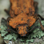 アトコブゴミムシダマシ | 甲虫の自然図鑑：Beetles in Nature