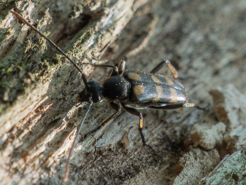 ヤマトキモンハナカミキリ | カミキリムシの自然図鑑 Longhorn Beetles