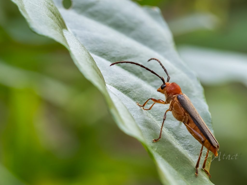 ムモンチャイロホソバネカミキリ | カミキリムシの自然図鑑 Longhorn