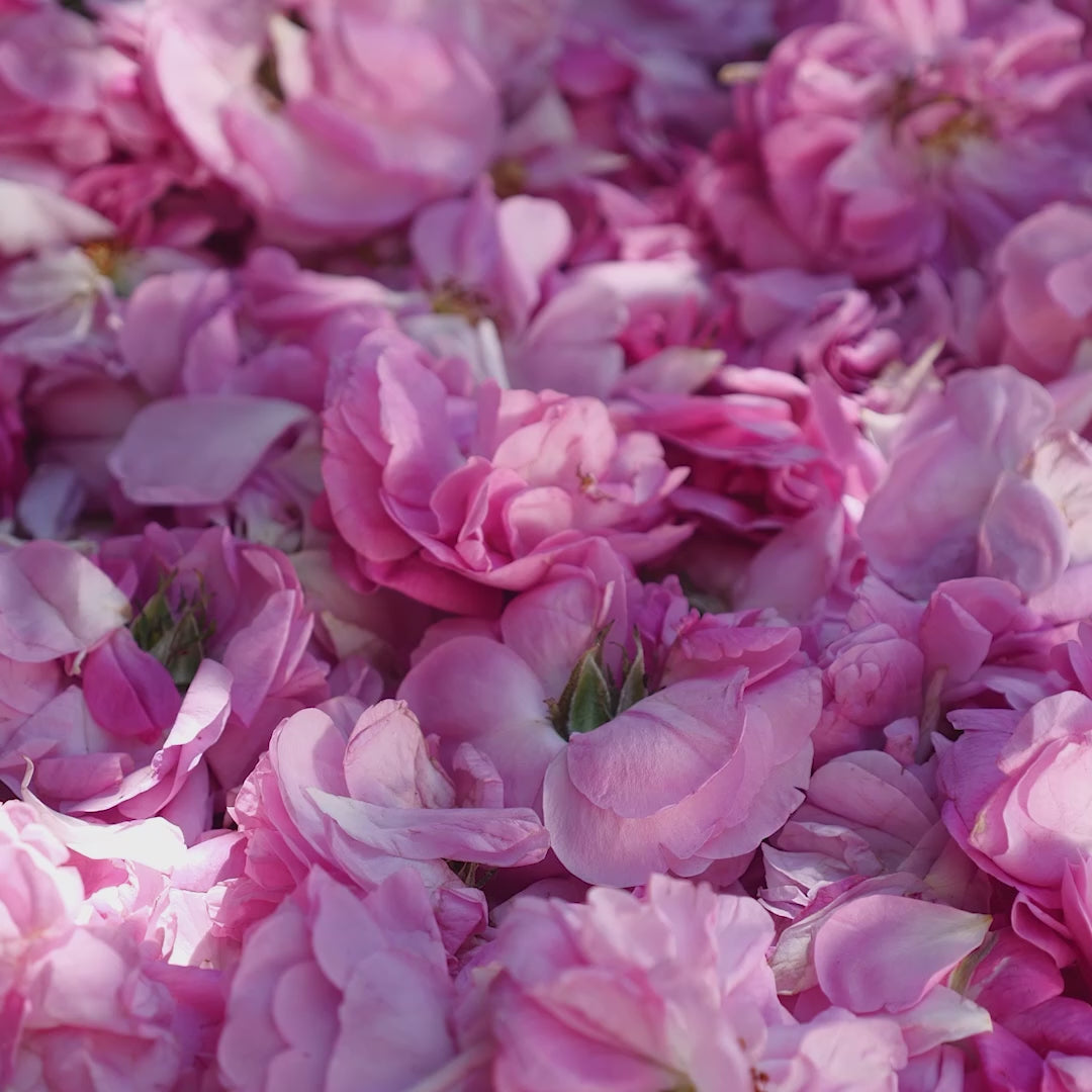 Rose Ardoise - Floral, Woody, Amber Unisex Perfum | Atelier Materi