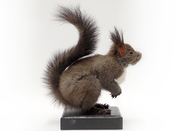 エゾリス | 動物（小動物） | 剥製の製作・直売・レンタル・修理なら