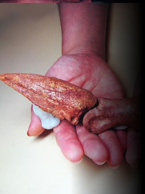 化石ギャラリー｜カルカロドントサウルスのカギ爪