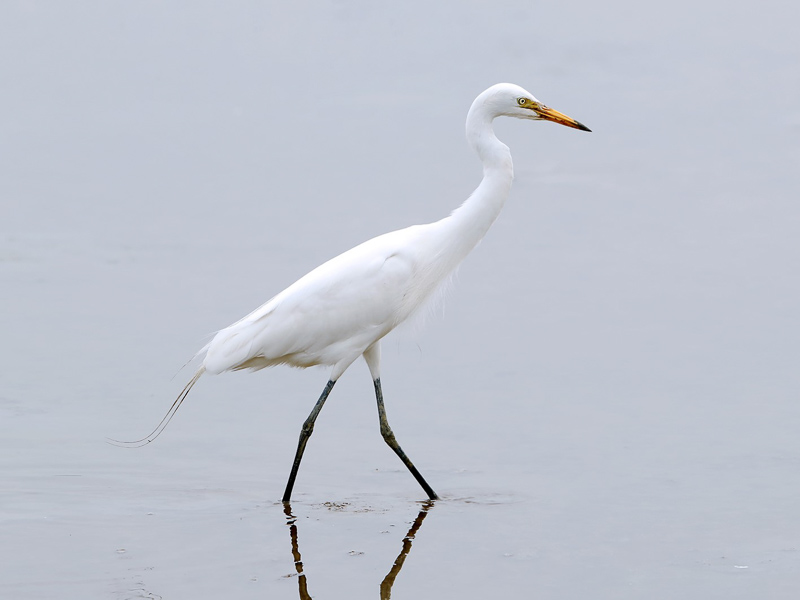 Intermediate Egret 中白鷺