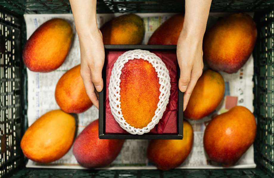 マンゴー | AYANE farm​ | AYANE farm​ - 株式会社あやねは、益子町で