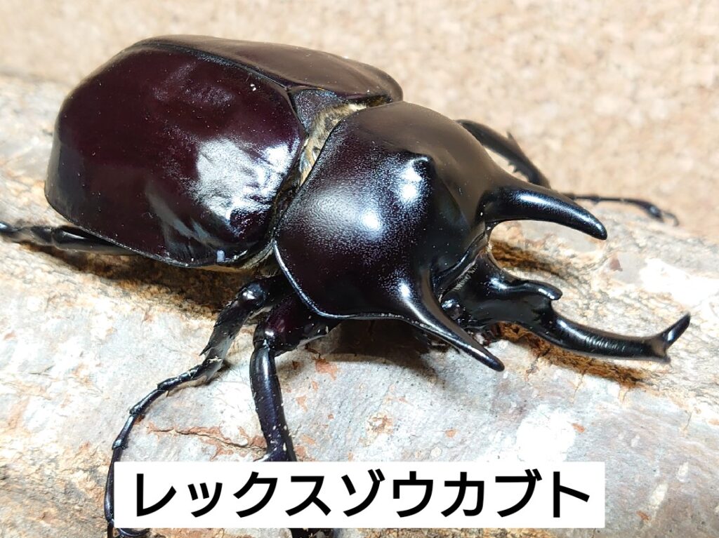 レックスゾウカブト、エレファスゾウカブト入荷！ - ブリーディング