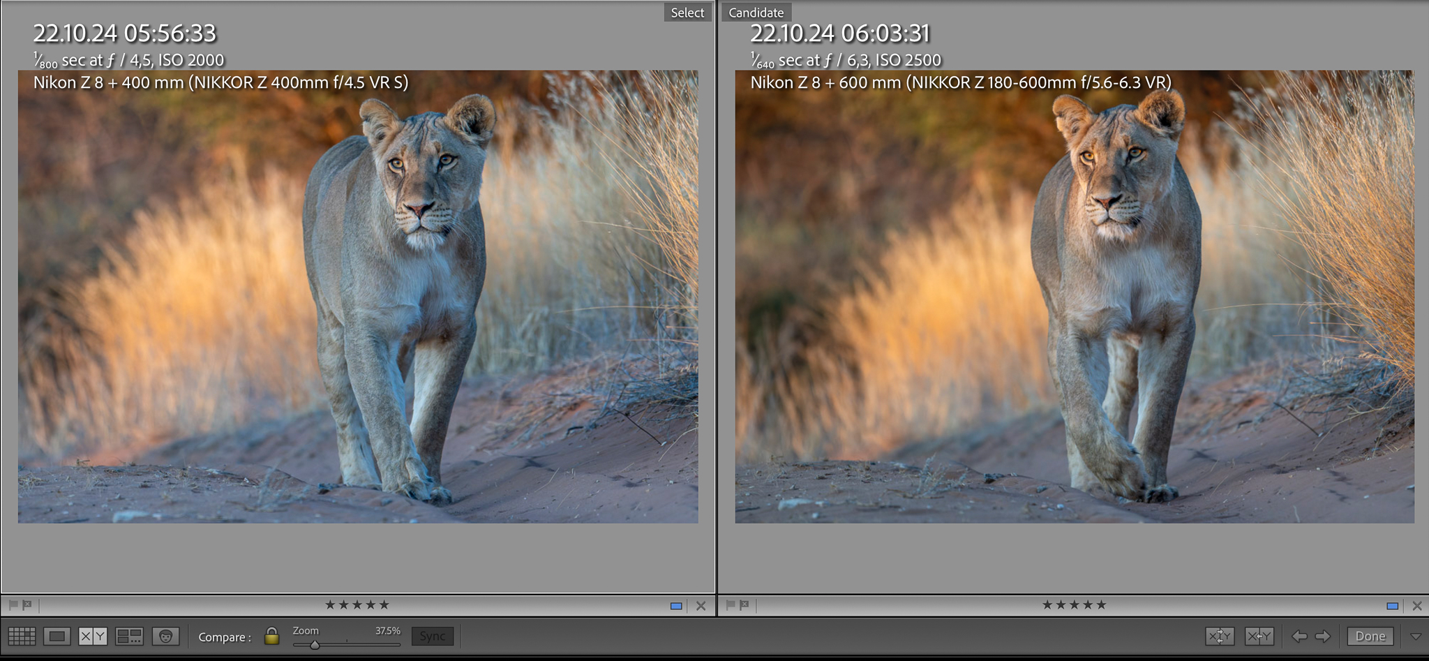 Nikon Z 400/4.5 vs. Z 180-600mm real (wild)life comparison