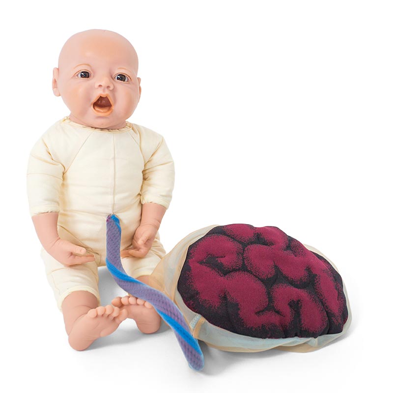 軽量な出産模型：布製骨盤、胎盤、胎児 赤ちゃん人形の専門店 ベビー
