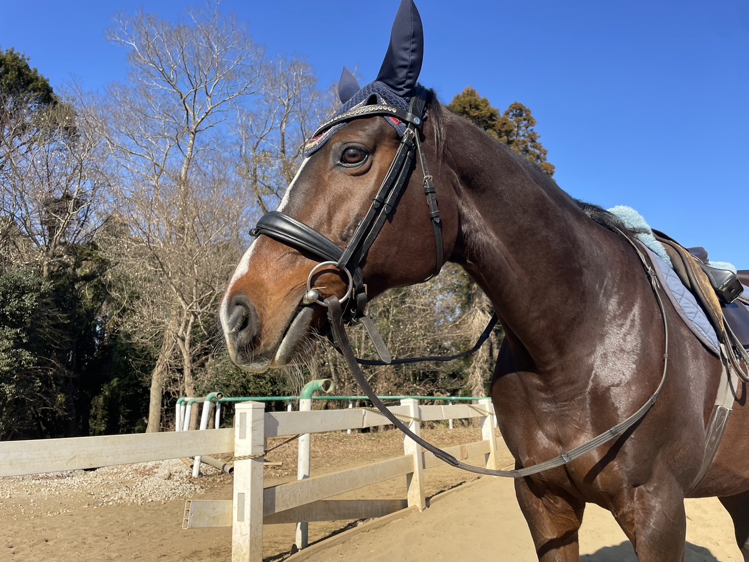 引退馬の森、寒さに負けず騎乗！／馬の専門学校 | JRA厩務員になるには