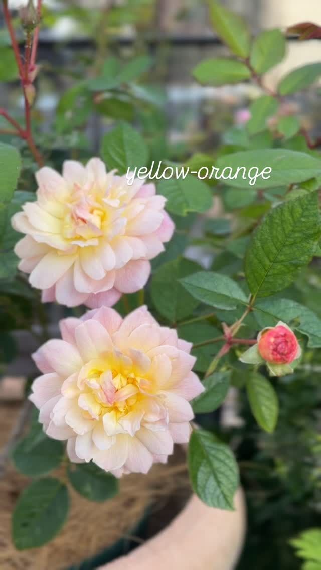 バラ台木専用出品 冬季限定 自家製の台木｜バラ苗の通販の篠宮バラ園