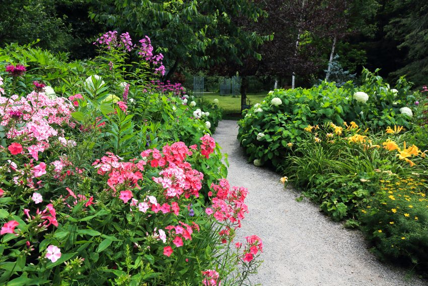 水彩原画バラクライングリッシュガーデン光と影➁ひかりあふれて… 7月26日