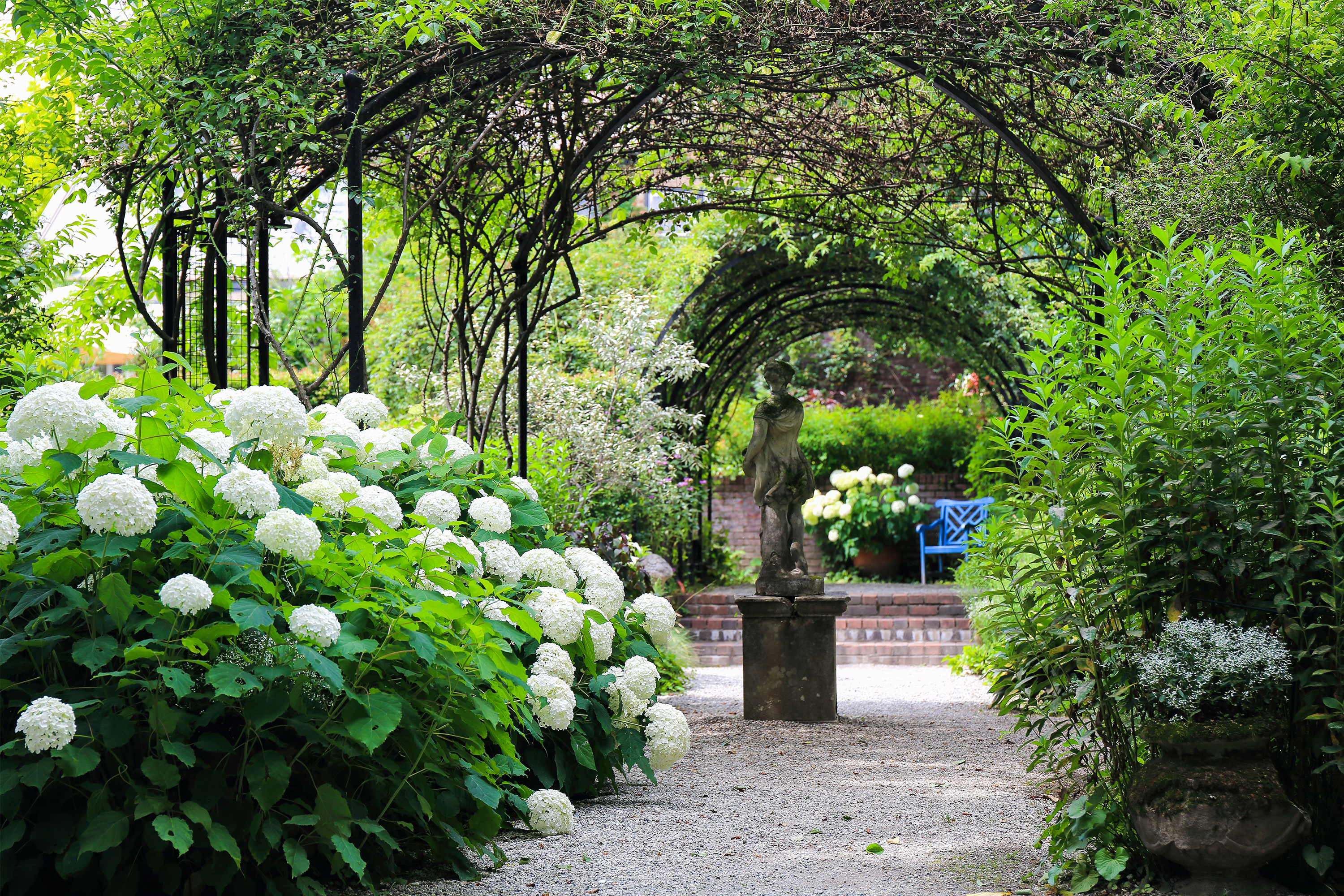 水彩原画バラクライングリッシュガーデン光と影➁ひかりあふれて… 水彩