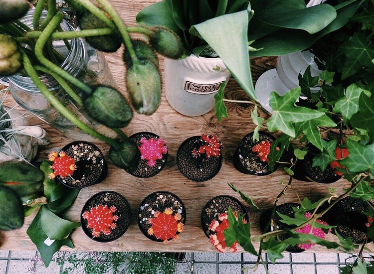 Koyomi Yanagimoto | ハルカゼフラワー